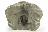 Diademaproetus Trilobite - Ofaten, Morocco #310523-1